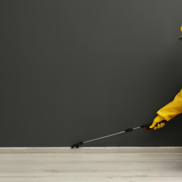 شركة رش حشرات في الشارقة
