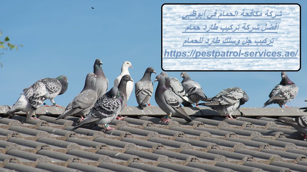 شركة مكافحة الحمام في أبوظبي.