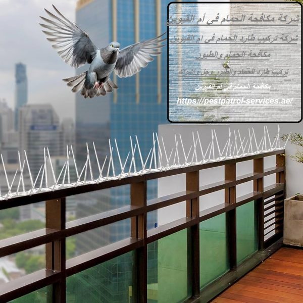 شركة مكافحة الحمام في أم القيوين