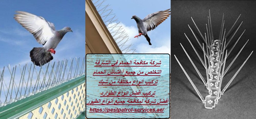 شركة مكافحة الحمام في الشارقة