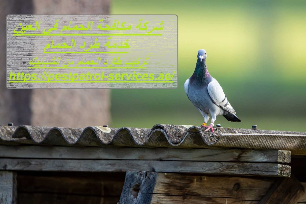 شركة مكافحة الحمام في العين.