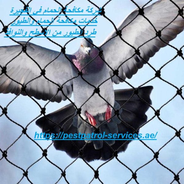 شركة مكافحة الحمام في الفجيرة.