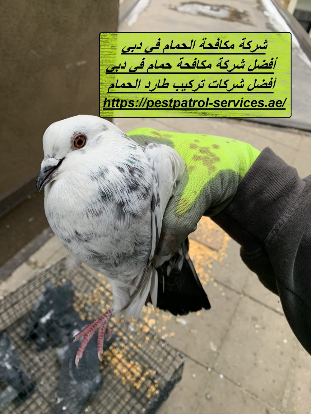 شركة مكافحة الحمام في دبي
