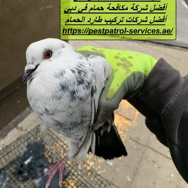 شركة مكافحة الحمام في دبي