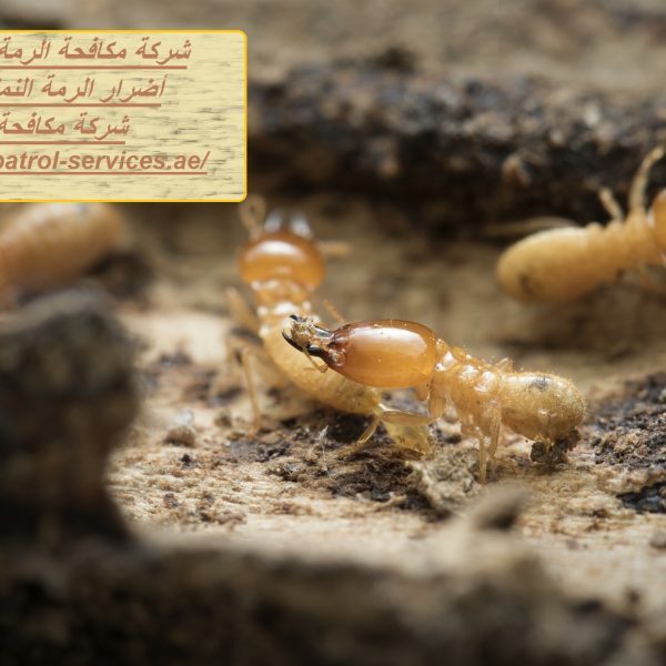 شركة مكافحة الرمة في أبوظبي.