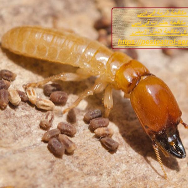 شركة مكافحة الرمة في دبي