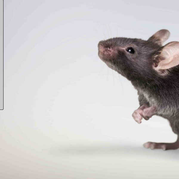 شركة مكافحة الفئران في ابوظبي