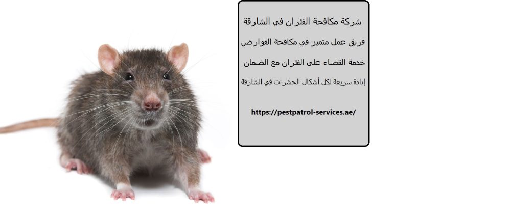 شركة مكافحة الفئران في الشارقة