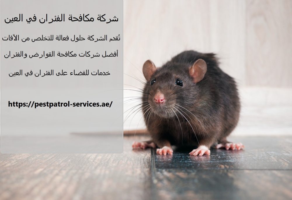 شركة مكافحة الفئران في العين