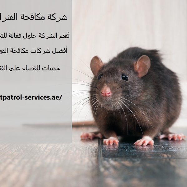 شركة مكافحة الفئران في العين
