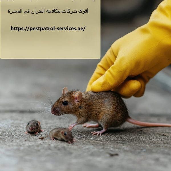 شركة مكافحة الفئران في الفجيرة