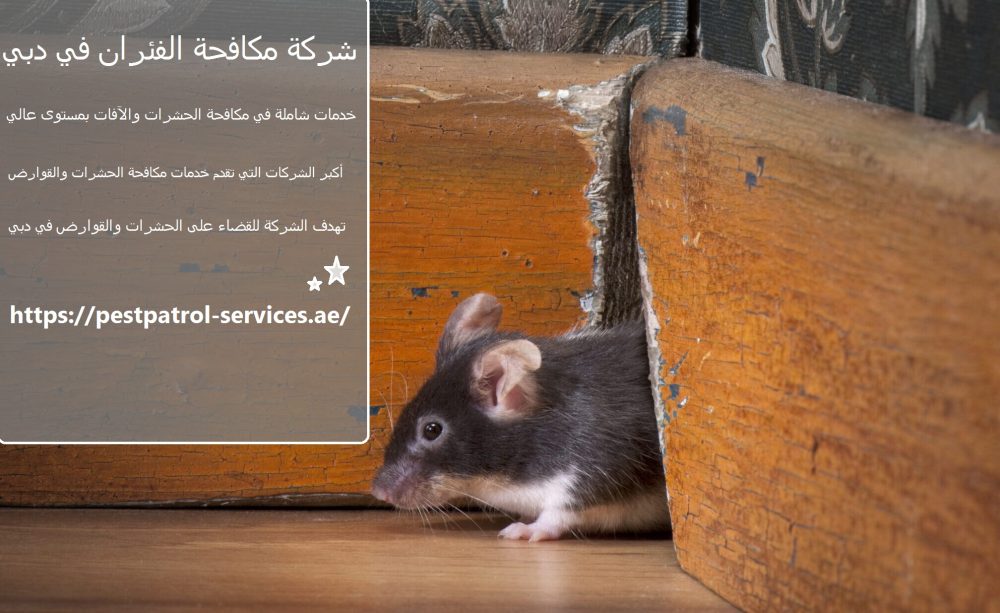 شركة مكافحة الفئران في دبي