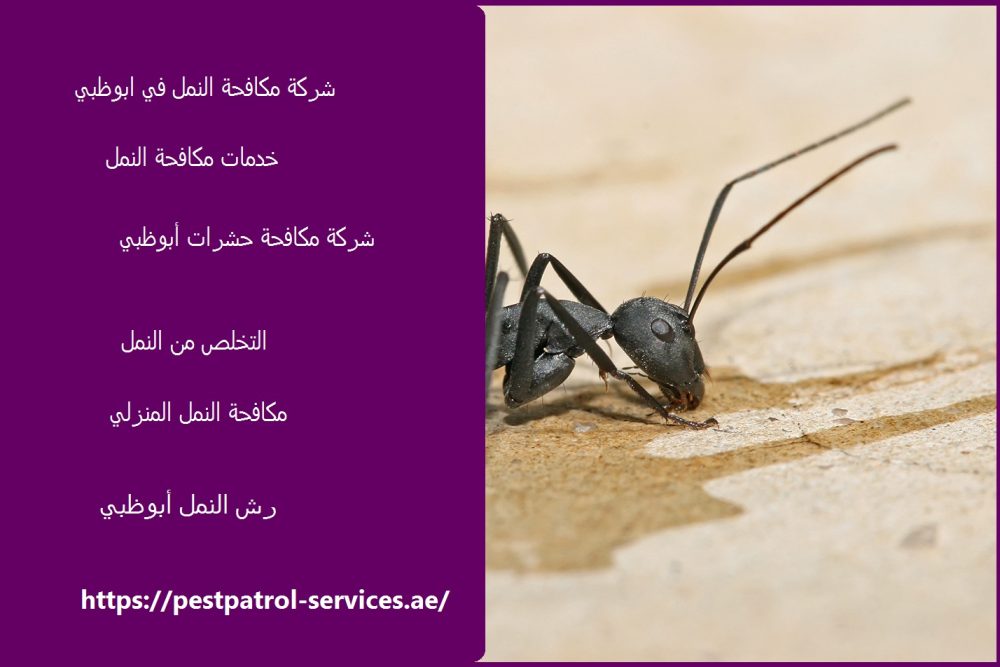 شركة مكافحة النمل في ابوظبي