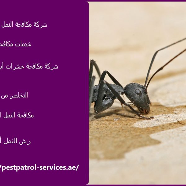 شركة مكافحة النمل في ابوظبي