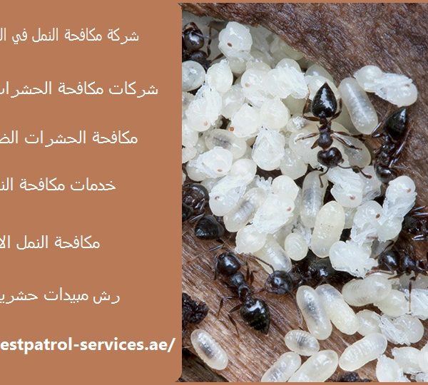 شركة مكافحة النمل في الشارقة