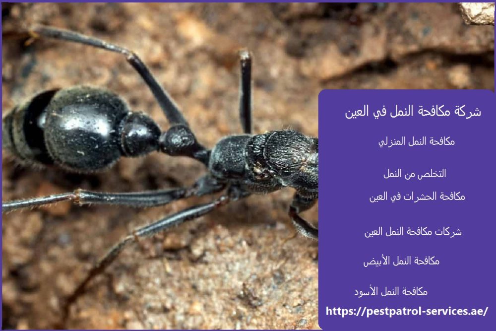 شركة مكافحة النمل في العين