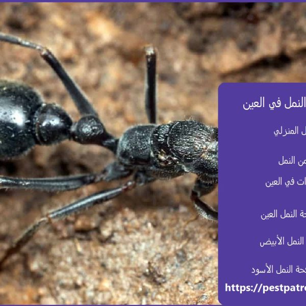 شركة مكافحة النمل في العين