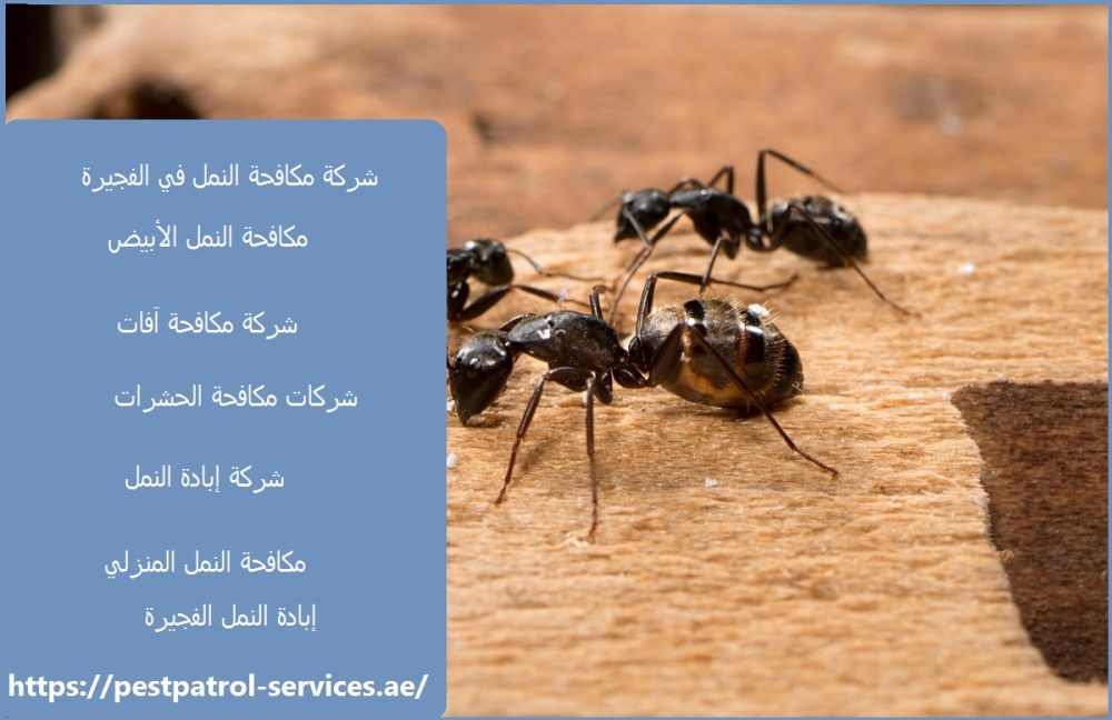 شركة مكافحة النمل في الفجيرة