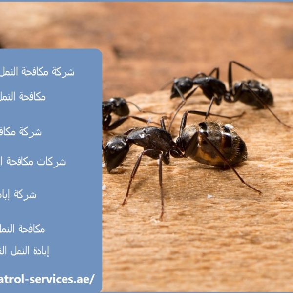 شركة مكافحة النمل في الفجيرة