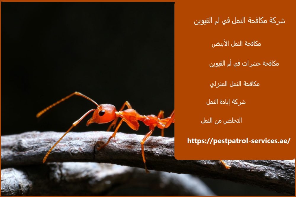شركة مكافحة النمل في ام القيوين
