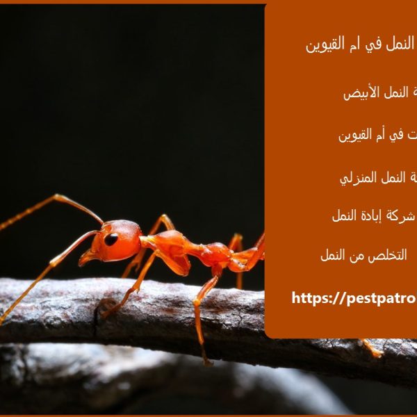 شركة مكافحة النمل في ام القيوين