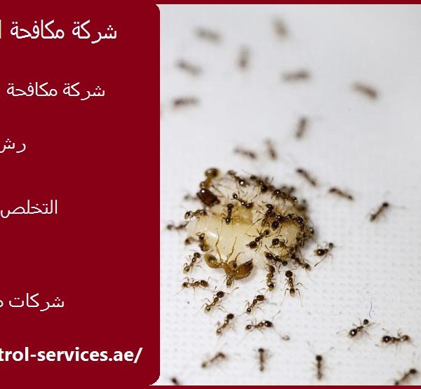 شركة مكافحة النمل في دبي