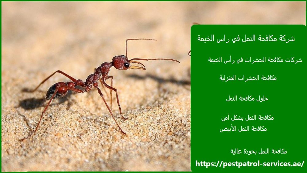 شركة مكافحة النمل في راس الخيمة