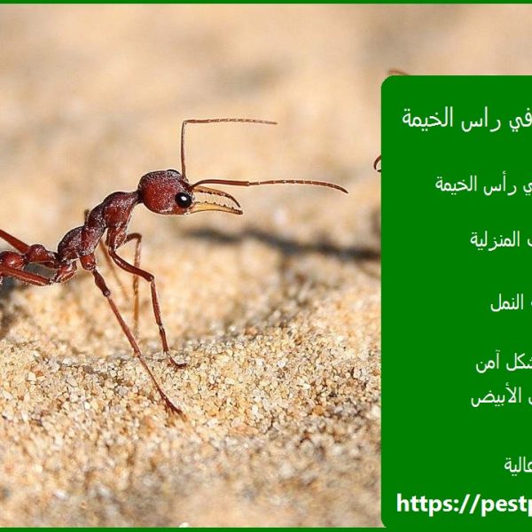 شركة مكافحة النمل في راس الخيمة