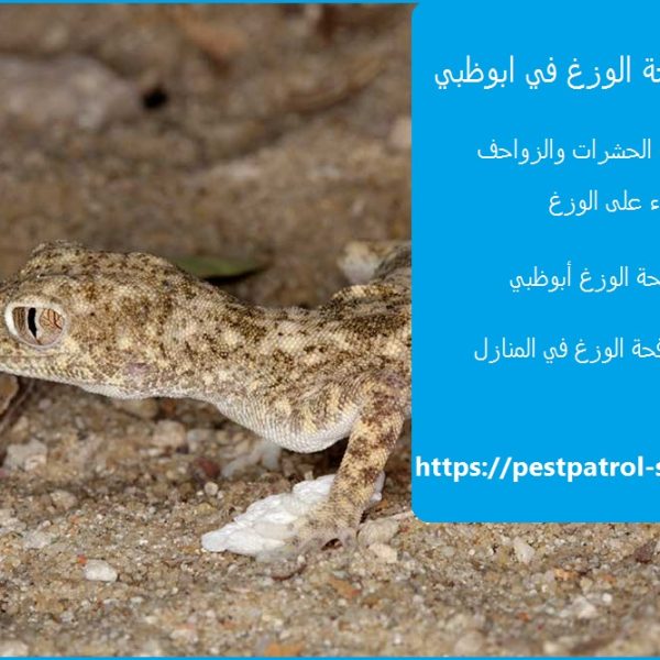 شركة مكافحة الوزغ في ابوظبي