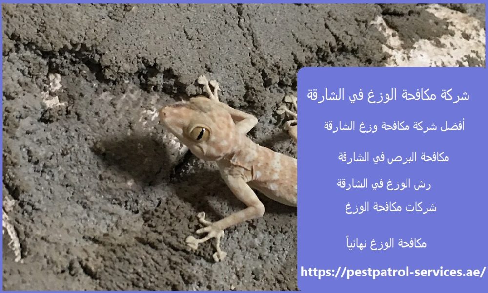 شركة مكافحة الوزغ في الشارقة