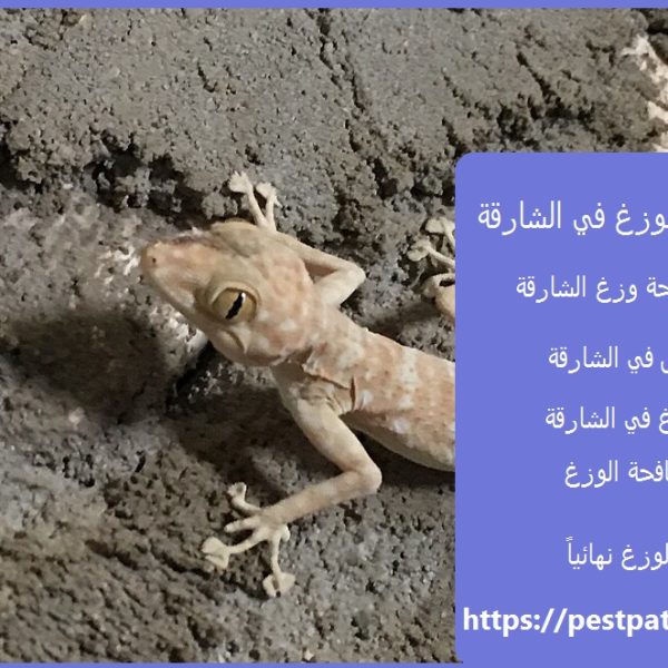 شركة مكافحة الوزغ في الشارقة