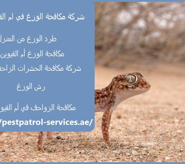 شركة مكافحة الوزغ في ام القيوين
