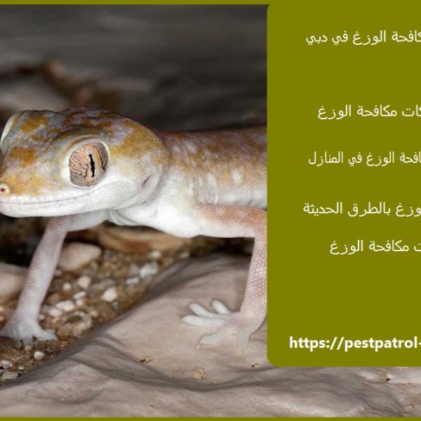 شركة مكافحة الوزغ في دبي