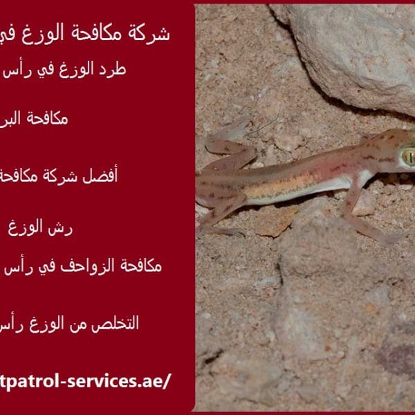 شركة مكافحة الوزغ في رأس الخيمة