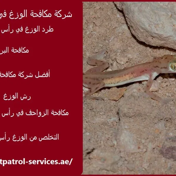 شركة مكافحة الوزغ في رأس الخيمة