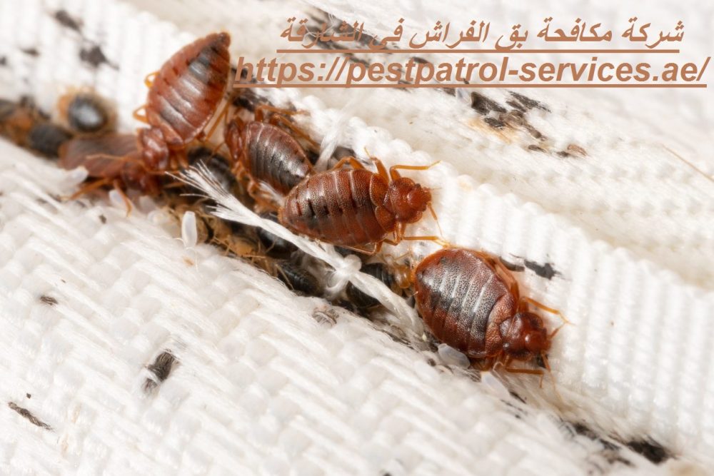 شركة مكافحة بق الفراش في الشارقة