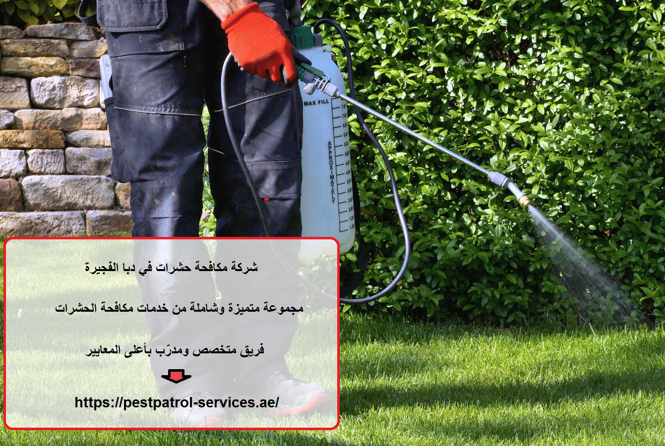 شركة مكافحة حشرات في دبا الفجيرة